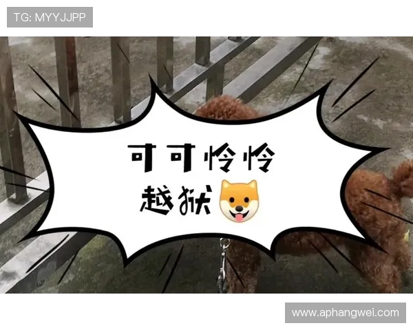 鍗庤婢虫床鍥借剼钂傛牸鍔犵洘姣斿埄鏃舵璧鸡 绛剧害 3+1 鍚堝悓寮€鍚娲叉柊寰佺▼